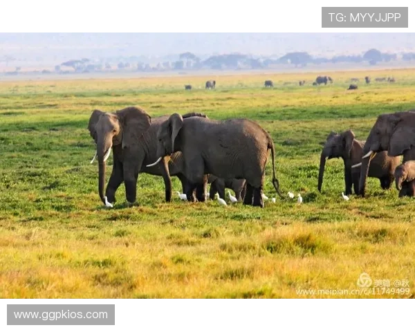 安博真人官方：真实还原赌场体验，带你感受安博真人官方带来的沉浸式娱乐享受